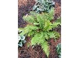 6 X Dryopteris Affinis - Felce Squamosa Dorata - Vaso 9 X 9 Cm