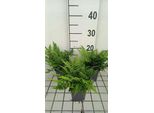 6 X Polystichum Tsus-Simense - Felce Asiatica A Scudo - Vaso 9 X 9 Cm