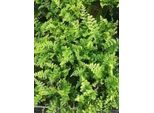 6 X Dryopteris F.-M. Barnesii' - Felce Vermiforme Stretta 'Barnesii' - Vaso 9 X 9 Cm