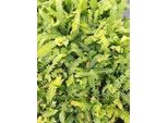 6 X Blechnum Spicant - Felce A Coste Spicant - Vaso 9 X 9 Cm