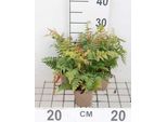 6 X Polystichum Braunii - Felce A Scudo Marrone - Vaso 9 X 9 Cm