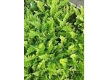 6 X Dryopteris Cristata - Felce Crestata - Vaso 9 X 9 Cm