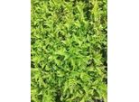 6 X Dryopteris Aff. 'Crispa' - Felce Vermiforme Ondulata - Vaso 9 X 9 Cm