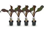 Greenboutiq - Pianta Da Frutto - Pianta Di Banano - Ensete Ventricosum Maurelli - Difficile Da Coltivare - 4 Piante - Vaso 12Cm Altezza 30Cm
