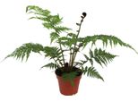 Felce Arborea Australiana Cyathea Cooperii Circa 50 Cm - Pianta D'appartamento Esotica / Felce Tropicale Gigante In Vaso