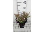 6 X Aster Eric. Lovely' - Aster Autunnale - Vaso 9 X 9 Cm