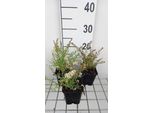 6 X Aster Eric. 'Golden Spray' - Astro Autunnale - Vaso 9 X 9 Cm