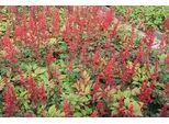 6 X Astilbe (A) 'Spinell' - Magnifica Spirea - Vaso 9 X 9 Cm