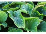 6 X Brunnera Macr. 'White Zebra' - Nontiscordardime Caucasico - Vaso 9 X 9 Cm