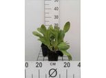 6 X Bergenia Hybr. 'Bressingham White' - Pseudodictamnus - Topf 9 X 9 Cm