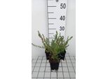 6 X Aster Eric. 'Snow Fir' - Aster Autunnale - Vaso 9 X 9 Cm