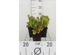 6 X Bergenia Cordata 'Purpurea' - Pseudodictamnus - Vaso 9 X 9 Cm
