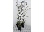 6 X Aster Laevis 'November Blue' - Astro Autunnale - Vaso 9 X 9 Cm