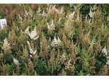 6 X Astilbe (A) 'Diamant' - Magnifica Spirea - Vaso 9 X 9 Cm