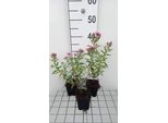 6 X Aster N.-A. 'Rudelsburg' - Aster Autunnale - Vaso 9 X 9 Cm