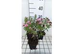 6 X Aster N.-A. 'Harrington's Pink' - Aster Autunnale - Vaso 9 X 9 Cm
