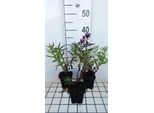 6 X Aster N.-A. 'Barr's Blue' - Aster Autunnale - Vaso 9 X 9 Cm