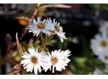 6 X Aster N.-B. 'White Ladies' - Aster Autunnale - Vaso 9 X 9 Cm