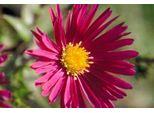 6 X Aster N.-B. 'Crimson Brocade' - Aster Autunnale - Vaso 9 X 9 Cm