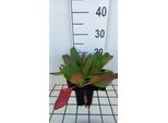 6 X Bergenia Hybr. 'WintermäRchen' - Pseudodictamnus - Topf 9 X 9 Cm