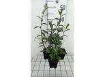 6 X Aster Laevis 'Calliope' - Astro Autunnale - Vaso 9 X 9 Cm