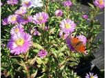 6 X Aster N.-B. 'Sarah Ballard' - Aster Autunnale - Vaso 9 X 9 Cm