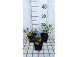 6 X Aster Linosyris - Astro Autunnale - Vaso 9 X 9 Cm
