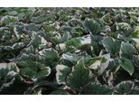6 X Brunnera Macr. 'Variegata' - Nontiscordardime Caucasico - Vaso 9 X 9 Cm
