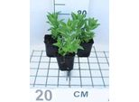 6 X Campanula Lact. 'Prichard's Var.' - Menta Di Montagna - Vaso 9 X 9 Cm