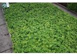 6 X Astrantia Major 'Florence'® - Ombrello A Stella - Vaso 9 X 9 Cm