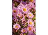 6 X Aster N.-B. 'Fellowship' - Aster Autunnale - Vaso 9 X 9 Cm