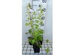 6 X Campanula Latifolia 'Macrantha Alba' - Menta Di Montagna - Vaso 9 X 9 Cm