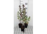 6 X Aster N.-A. 'Septemberrubin' - Aster Autunnale - Vaso 9 X 9 Cm