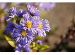 6 X Aster N.-B. 'Marie Ballard' - Aster Autunnale - Vaso 9 X 9 Cm