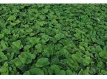 6 X Brunnera Macr. 'Betty Bowring' - Vergissmeinnicht Caucasica - Topf 9 X 9 Cm