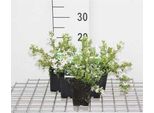 6 X Campanula Posch. 'E.H. Frost' - Menta Di Montagna - Vaso 9 X 9 Cm