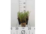 6 X Coreopsis Rosea 'American Dream' - Occhio Di Ragazza - Vaso 9 X 9 Cm