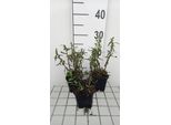 6 X Aster N.-B. 'Winston Churchill' - Aster Autunnale - Vaso 9 X 9 Cm