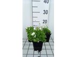 6 X Campanula Cochl. 'White Baby' - Menta Di Montagna - Vaso 9 X 9 Cm