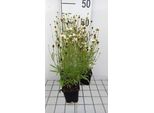 6 X Coreopsis Hybr. 'Fools Gold'® - Occhio Di Ragazza - Vaso 9 X 9 Cm