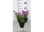 6 X Aster N.-B. 'Carmine Dome' - Aster Autunnale - Vaso 9 X 9 Cm
