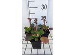 6 X Bergenia Hybr. 'Morning Glory' - Pseudodictamnus - Vaso 9 X 9 Cm