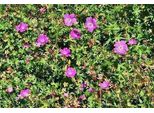 6 X Geranio Sang. 'Max Frei' - Cranesbill - Vaso 9 X 9 Cm