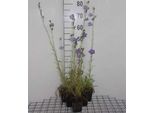 6 X Campanula Pers. 'Grandiflora Coerulea' - Menta Di Montagna - Vaso 9 X 9 Cm