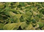 6 X Brunnera Macr. 'Dianes Gold' - Nontiscordardime Caucasico - Vaso 9 X 9 Cm