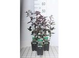 6 X Eupatorium Rugosa 'Chocolate' - Senape D'acqua - Vaso 9 X 9 Cm