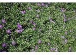 6 X Aster Thomsonii - Aster Autunnale - Vaso 9 X 9 Cm