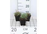 6 X Dianthus Gratianopolitanus (Caesius) - Garofano - Vaso 9 X 9 Cm