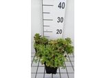 6 X Campanula Lact. 'White Pouffe' - Menta Di Montagna - Vaso 9 X 9 Cm