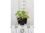 6 X Brunnera Macrophylla - Nontiscordardime Caucasico - Vaso 9 X 9 Cm